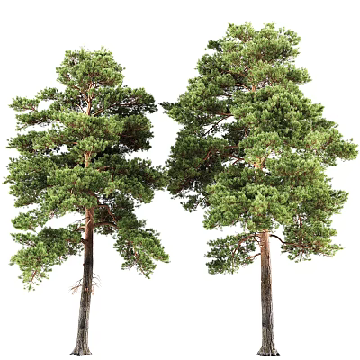 Two Tall Healthy Pine Trees With Lush Green Foliage And Strong Trunks 3d model
