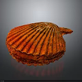 Vibrant Red Scallop Ribbed Shell Structure Against Dark Background With Reflection