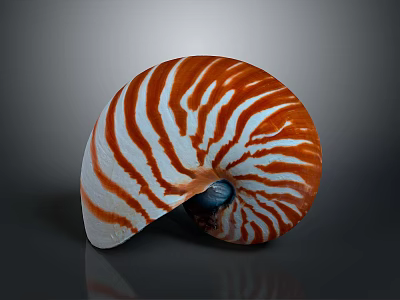 Nautilus Shell With Orange And White Stripes In Spiral Shape On Dark Background 3d model