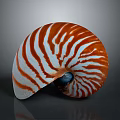 Nautilus Shell With Orange And White Stripes In Spiral Shape On Dark Background