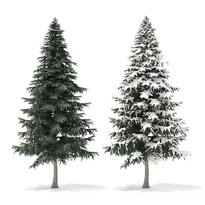 Two Evergreen Trees With Lush Green Foliage And Snow Covered Branches 3d model