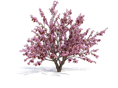 Beautiful Pink Flowering Tree With Lush Green Foliage And Abundant Vibrant Blooms 3d model
