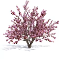 Beautiful Pink Flowering Tree With Lush Green Foliage And Abundant Vibrant Blooms