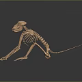 Copper Colored Primate Like Animal Skeleton Anatomical Model Medical Device with Smooth Surface Reflection