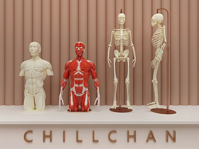 Medical Anatomical Teaching Models Featuring Skeleton And Muscle Displays For Education Use 3d model
