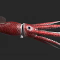 Vibrant red and white squid displaying long slender tentacles in marine habitat