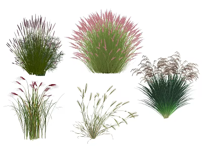 Various Types Of Ornamental Grasses And Flowering Plants With Different Colors Shapes And Heights 3d model