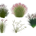 Various Types Of Ornamental Grasses And Flowering Plants With Different Colors Shapes And Heights