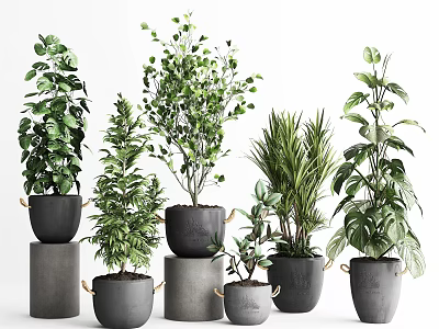Various Bonsai Potted Plants With Lush Green Foliage In Black Grey Planters And Decorative Stands 3d model
