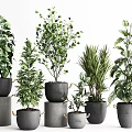 Various Bonsai Potted Plants With Lush Green Foliage In Black Grey Planters And Decorative Stands