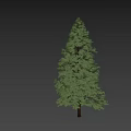 Tall Isolated Tree With Green Foliage And Person Standing Beside On White Background