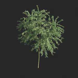 Shrubs 3d model