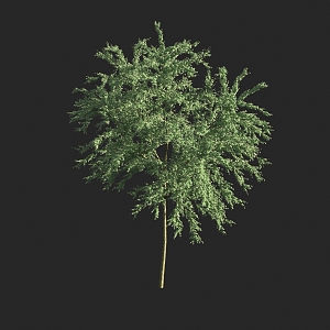 Shrubs 3d model