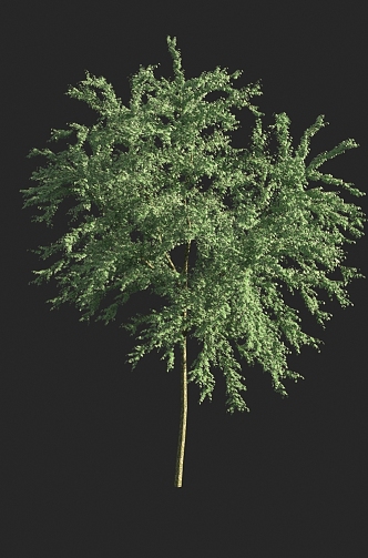 Shrubs 3d model