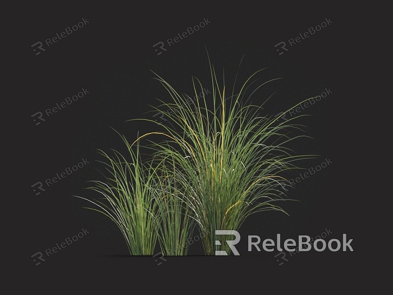 Fine leaf awning spot leaf awning grass barley grass fescue grass pampas grass fescue grass fescue grass fescue grass weeds model