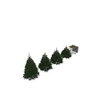 Blue Pine Trees With Lush Evergreen Foliage In Natural Garden Setting
