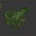 Detailed Lobster With Orange Claws Long Antennae And Dark Segmented Shell On Dark Background