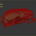 Green Beetle as a Flying Insect with Shiny Exoskeleton and Detailed Features 3d model