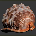 Orange And White Conch With Spiral Shell Shiny Surface And Detailed Texture On Dark Background