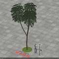 Huangsuan Maple Arbor With Person Standing By Circular Green Area On Gray Tiled Ground