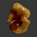 Vibrant Orange Yellow And Deep Purple Mushroom With Umbrella Cap Curved Stem On Dark Background