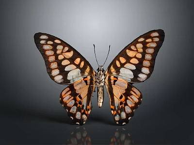 Colorful Butterfly With Spread Wings And Orange White Black Pattern On Dark Background 3d model