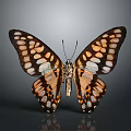 Colorful Butterfly With Spread Wings And Orange White Black Pattern On Dark Background