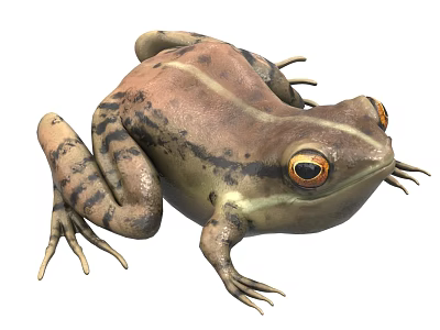 Reptile Featuring Brown Body Dark Spots Yellow Stripes Orange Eyes and Spread Limbs 3d model