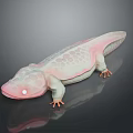 Pink And White Spotted Axolotl With Glowing Eyes Lying On Dark Background With Reflection