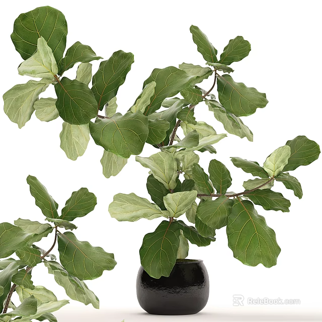 Lush Fiddle Leaf Fig Bonsai Plant in Black Pot with Vibrant Green Leaves 3d model 