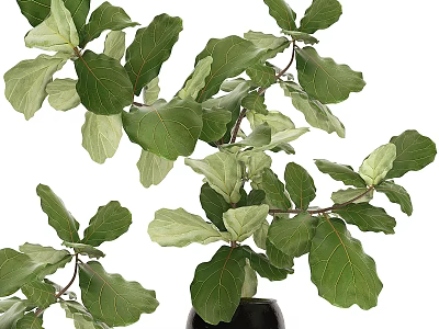 Lush Fiddle Leaf Fig Bonsai Plant in Black Pot with Vibrant Green Leaves 3d model