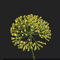 Beautiful Green Spherical Flower with Small Buds Against Dark Background