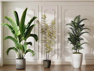 Potted Green Plants in Ceramic Pots for Modern Interior with White Wall and Wooden Floor 3d model