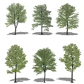 Modern Tree Landscape Tree Combination 3d model