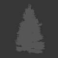 Tall Evergreen Tree With Lush Foliage And Black Silhouette Person Walking Nearby On White Background