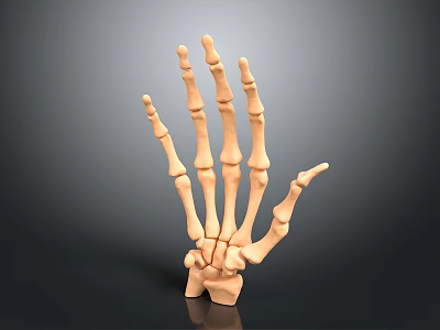 3D Rendered Human Hand Bones With Detailed Metacarpals And Phalanges Structure On Dark Gradient Background 3d model