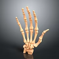3D Rendered Human Hand Bones With Detailed Metacarpals And Phalanges Structure On Dark Gradient Background