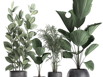 Modern Potted Indoor Plants With Green Tropical Foliage And Stylish Planters 3d model