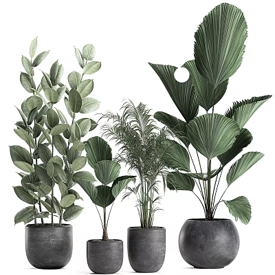 Modern Potted Indoor Plants With Green Tropical Foliage And Stylish Planters 3d model