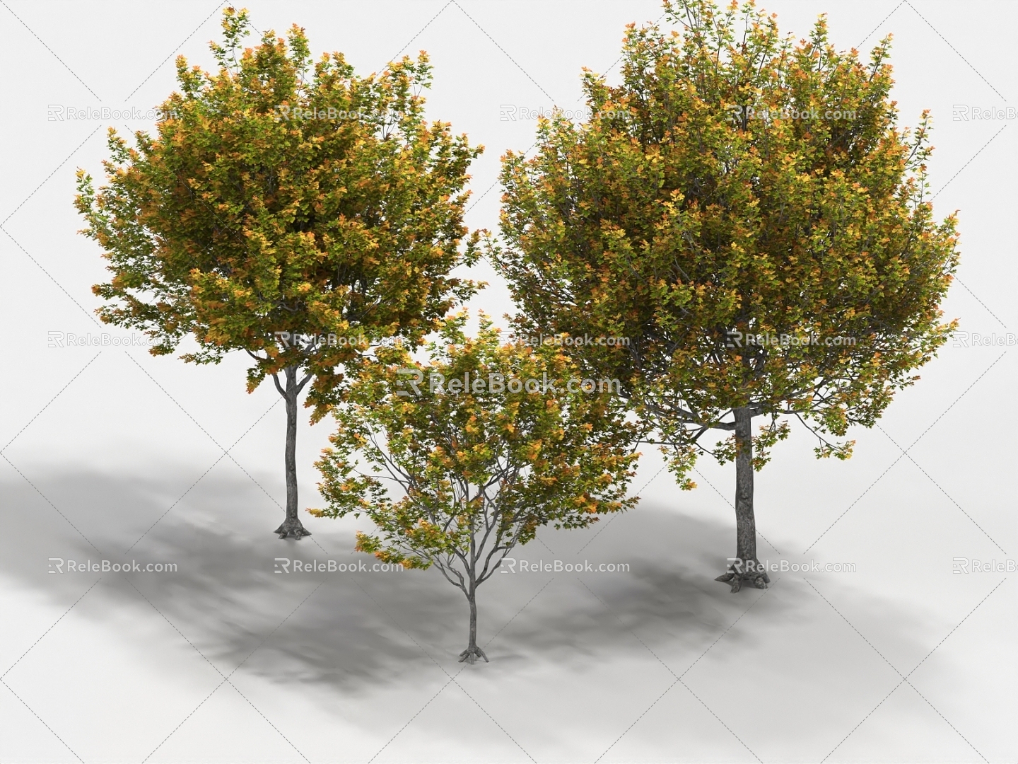 maple cork maple landscape trees trees big trees 3d model