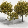 maple cork maple landscape trees trees big trees 3d model