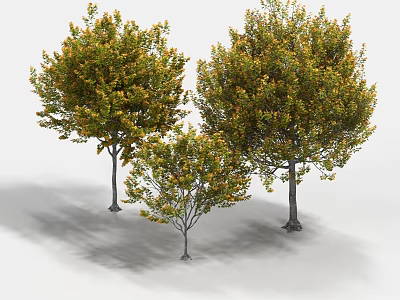 Three Lush Arbor Trees With Green and Yellow Leaves in Different Sizes 3d model