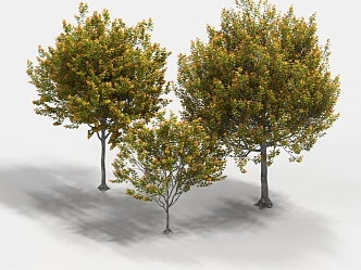 maple cork maple landscape trees big trees 3d model