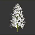 White Flowering Plant With Clustered White Blooms And Green Stem On Dark Background