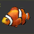 Vibrant Orange Clownfish With White Stripes And Black Edges On Gray Background With Reflection