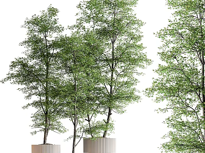 Bonsai Potted Trees with Slender Trunks Lush Green Leaves and Square Planters 3d model