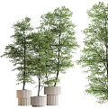 Bonsai Potted Trees with Slender Trunks Lush Green Leaves and Square Planters