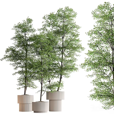 Bonsai Potted Trees with Slender Trunks Lush Green Leaves and Square Planters 3d model