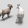 Two Rams One White With Black Horns And One Brown With Curved Horns
