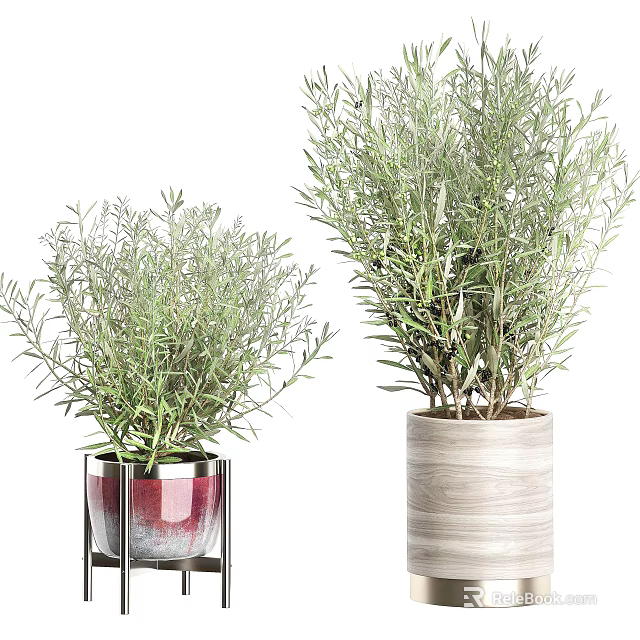 Decorative Potted Bonsai Olive Plants With Red Gradient Square Metal Stand And Wooden Cylindrical Pots 3d model 